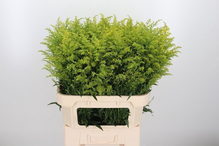 <h4>Solidago Tara</h4>