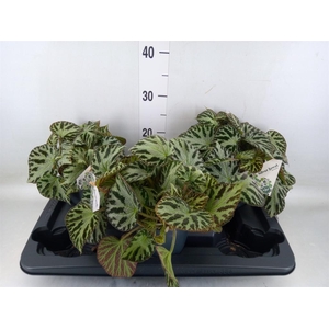 Begonia BD 'Silver Jewell'