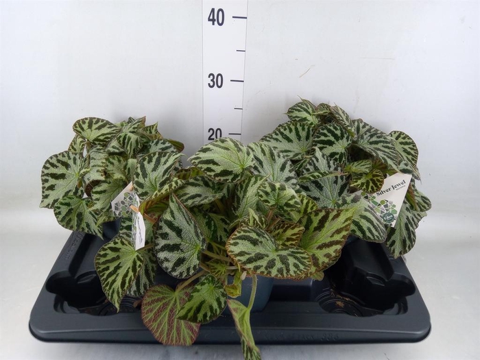 <h4>Begonia BD 'Silver Jewell'</h4>