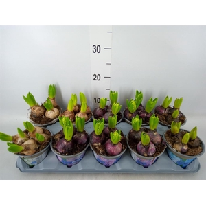 Hyacinthus orie.   ...mix 3