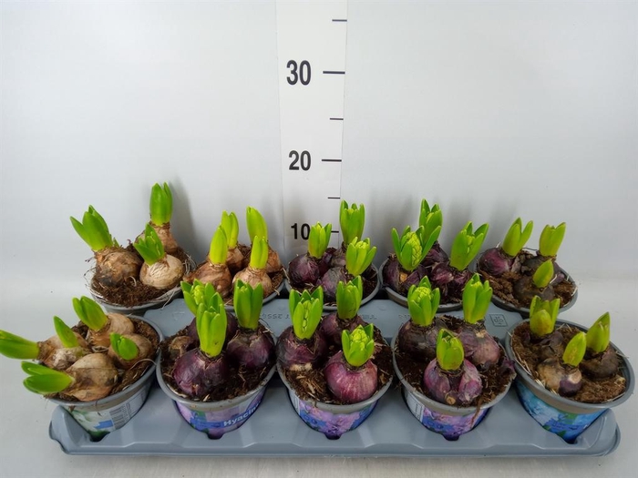 <h4>Hyacinthus orie.   ...mix 3</h4>