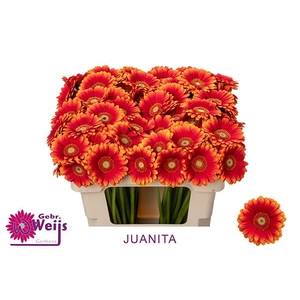 GE MI JUANITA