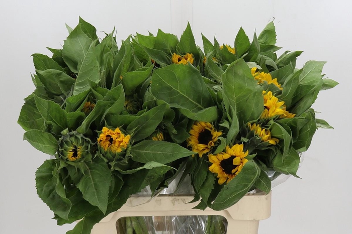 Helianthus Orange Fire