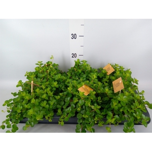 Peperomia rotundifolia