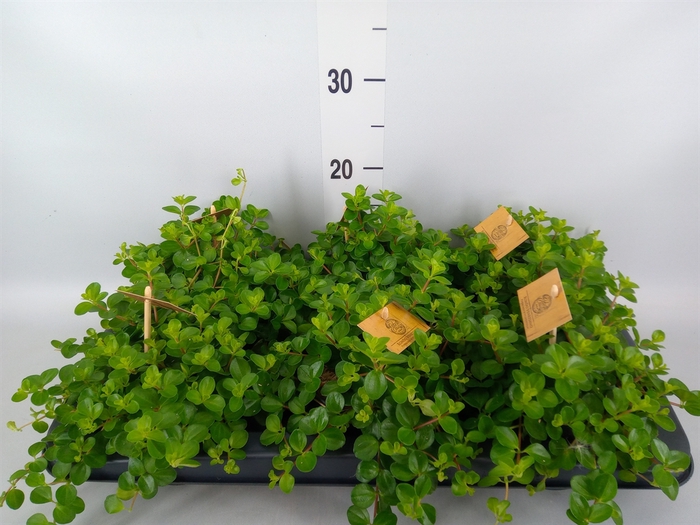 <h4>Peperomia rotundifolia</h4>