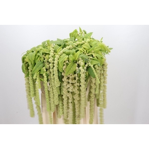 AMAR CYCLOOP AMARANTHUS CAUDATUS CY