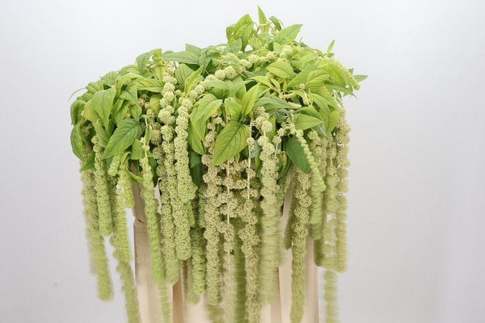 <h4>AMAR CYCLOOP AMARANTHUS CAUDATUS CY</h4>
