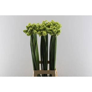 Ornit Saundersiae L85