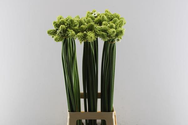 <h4>Ornit Saundersiae L85</h4>