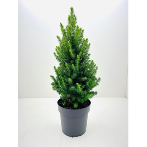 PICEA GL PERFECTA