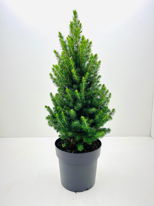 <h4>PICEA GL PERFECTA</h4>