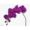 Phalaenopsis Purple Haze Doos