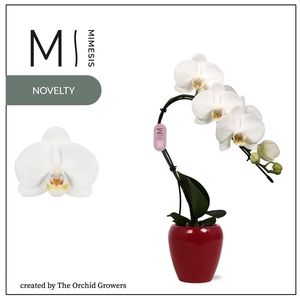 Mimesis Phal. Swan White - 1 spike 7cm in Martine Red Ceramic