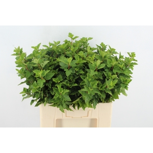 PHYSOCARPUSBLAD GROEN