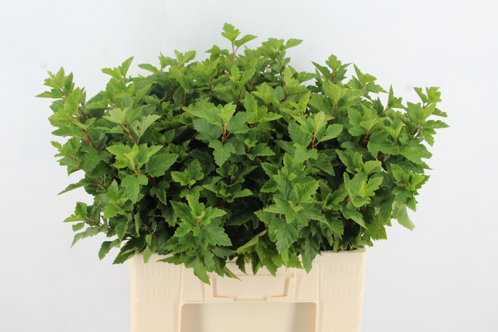 <h4>PHYSOCARPUSBLAD GROEN</h4>