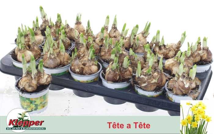 <h4>NARC O TETE A TETE</h4>