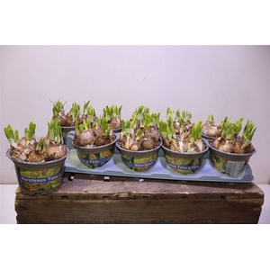 arr8 Narc O Tete A Tete