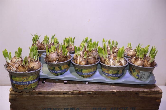 <h4>arr8 Narc O Tete A Tete</h4>