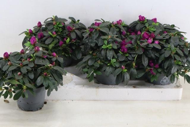 <h4>RHODO SI FLAMENCO</h4>