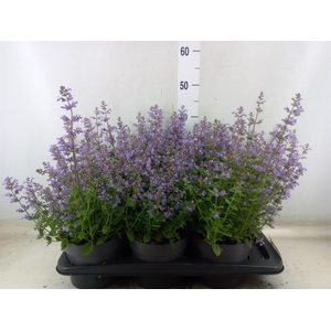 Nepeta faassenii  'Purrsian Blue'