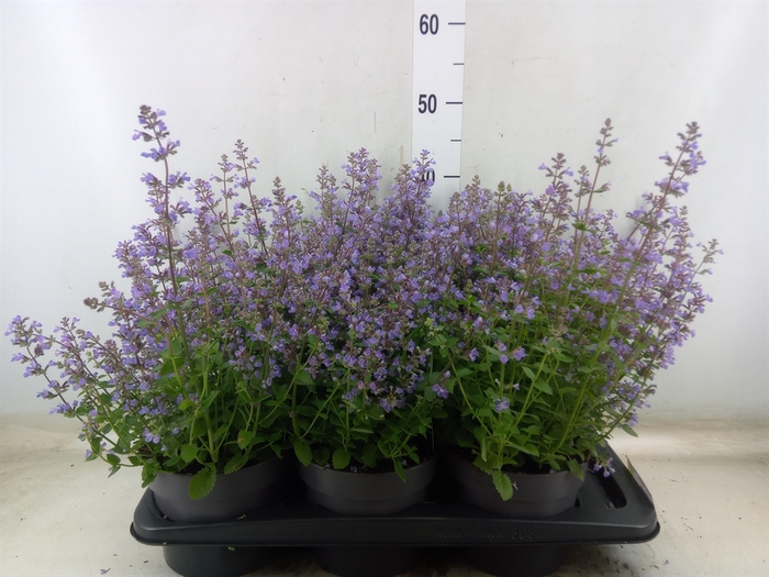 <h4>Nepeta faassenii  'Purrsian Blue'</h4>