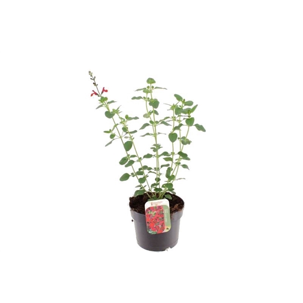 <h4>Salvia greggii Royal Bumble</h4>