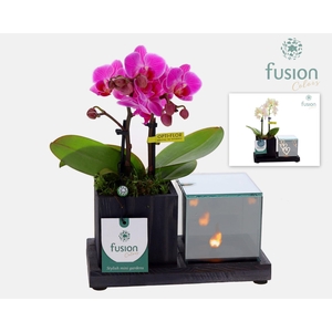 Houten Elegant LED planter met Phalaenopsis