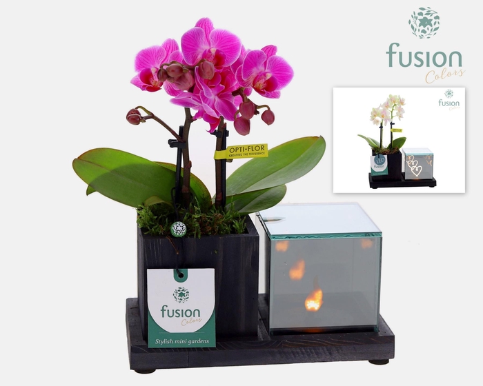 <h4>Houten Elegant LED planter met Phalaenopsis</h4>