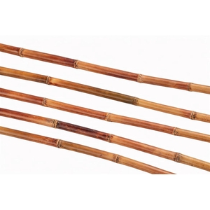 Sugar Cane