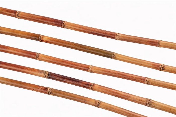 <h4>Sugar Cane</h4>