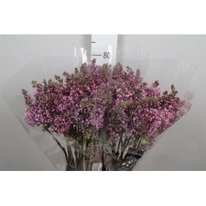 Syr V Dark Koster 4+