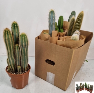Cereus (Zuilcactus) (Cites) 17Ø 40cm