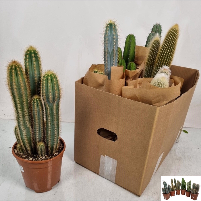 <h4>Cereus (Zuilcactus) (Cites) 17Ø 40cm</h4>