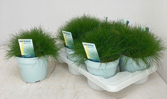 <h4>FEST GA AMIGREEN</h4>