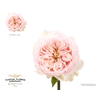 Rosa Garden Tender Love
