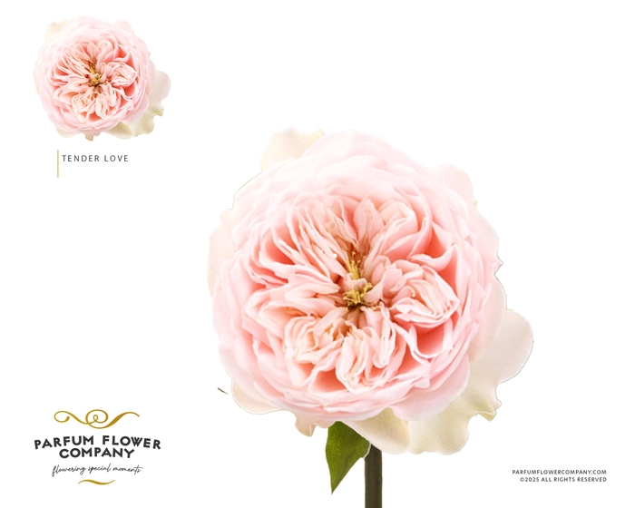 <h4>Rosa Garden Tender Love</h4>
