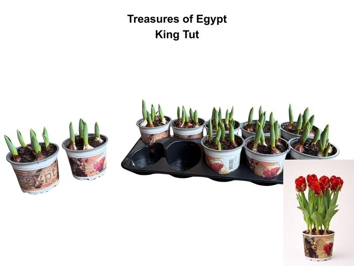 <h4>Tul Ov King Tut</h4>