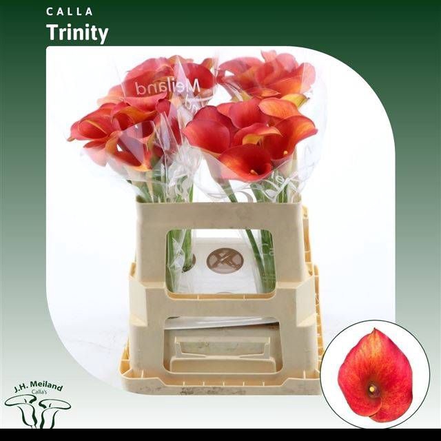 <h4>ZANT CAPT TRINITY</h4>