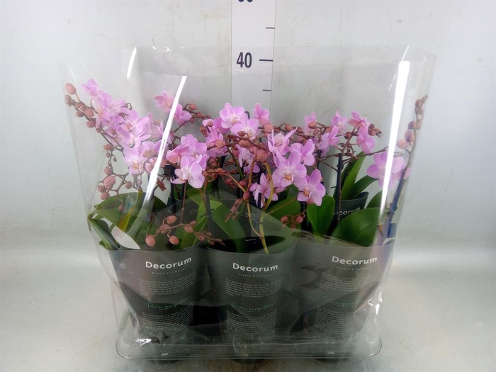 <h4>Phalaenopsis multi.   ...rose</h4>