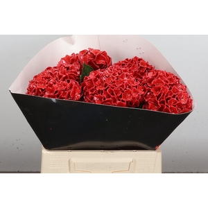 Wax Hydrangea Hydr Wax Oceana