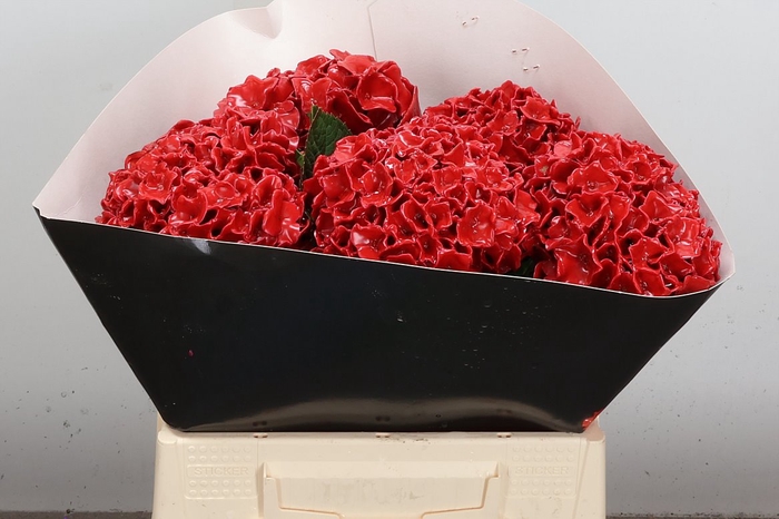 <h4>Wax Hydrangea Hydr Wax Oceana</h4>