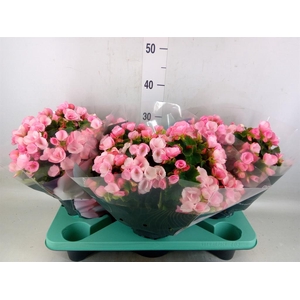 Begonia elat. EN 'Betulia Candy'