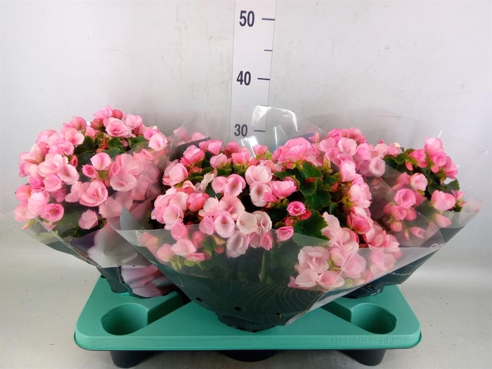 <h4>Begonia elat. EN 'Betulia Candy'</h4>