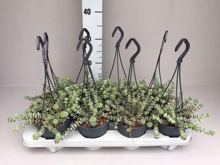 <h4>Crassula marnieriana</h4>