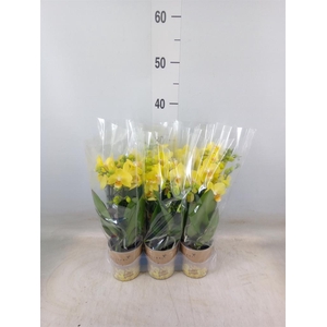 Phalaenopsis multi.   ...yellow