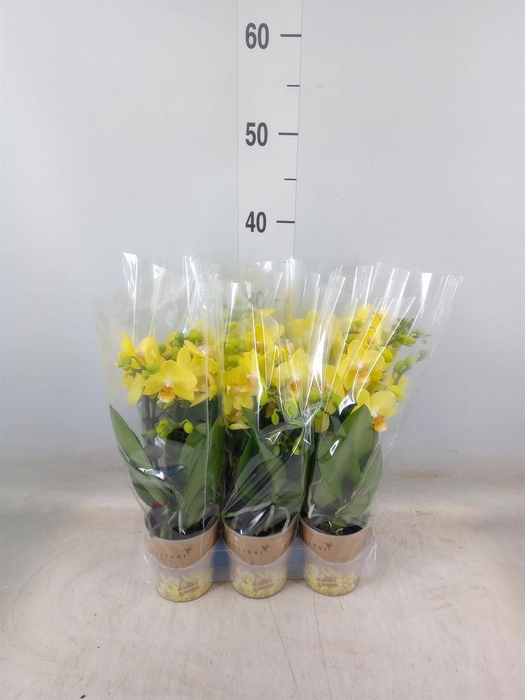 <h4>Phalaenopsis multi.   ...yellow</h4>