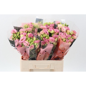 Eus G Rosi Champagne