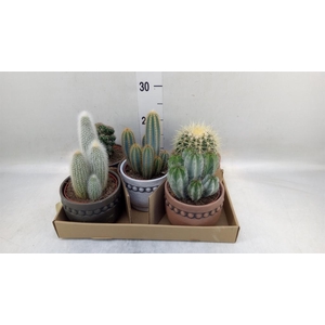 Cactus   ...