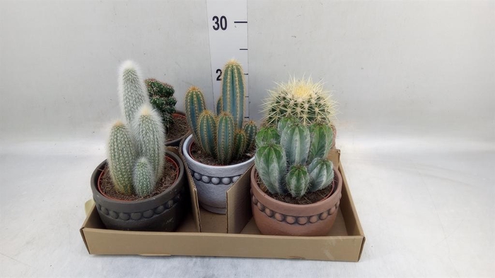 <h4>Cactus   ...</h4>