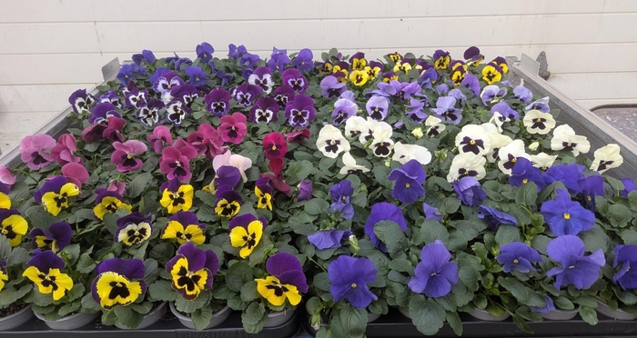 <h4>VIO WI DELTA GEM</h4>